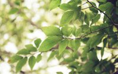 上海香何花广场舞