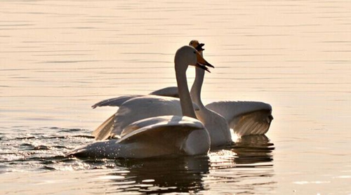 小文艺新年祝福语