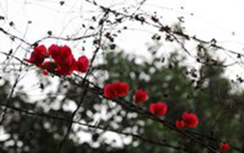 华美舞动广场舞对花（小慧广场舞对花32步）